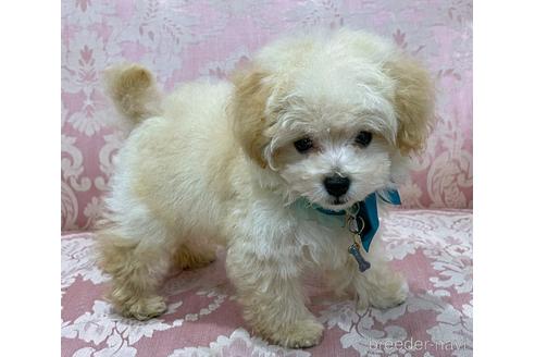 成約済の愛知県のティーカッププードル-151458の3枚目